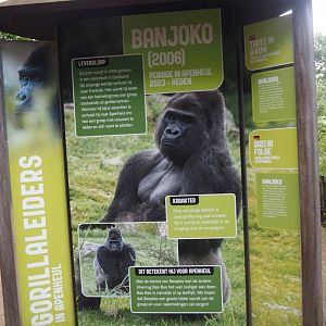 Education about Banjoko, current silverback gorilla of the main island group, 2024-08-18