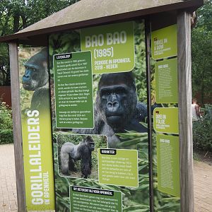 Education of Bao Bao, older silverback gorilla and current leader of the second group on the smaller gorilla island, 2024-08-18