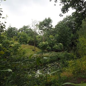 Western lowland gorilla and L'Hoëst's guenon island, 2024-08-18
