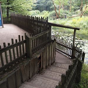 Western lowland gorilla and L'Hoëst's guenon island viewing area, 2024-08-18