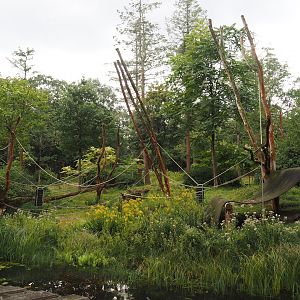 Western lowland gorilla and L'Hoëst's guenon island, 2024-08-18
