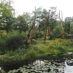 Western lowland gorilla and L'Hoëst's guenon island, 2024-08-18