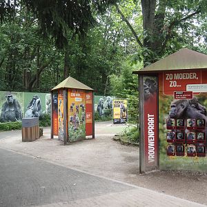 Western lowland gorilla educational displays, 2024-08-18