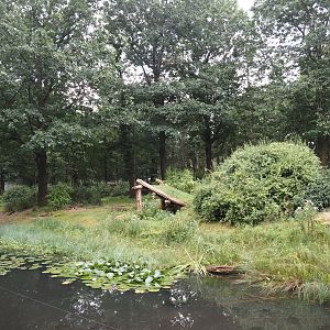 Western lowland gorilla and L'Hoëst's guenon island, 2024-08-18