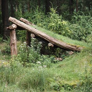 Gorilla shelter, 2024-08-18