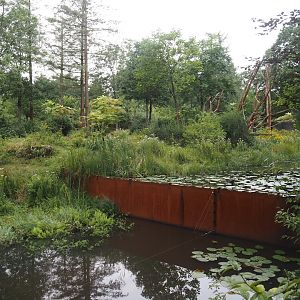 Western lowland gorilla and L'Hoëst's guenon island, 2024-08-18