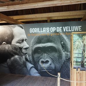 History of gorillas at Apenheul exhibition, 2024-08-18
