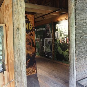 History of gorillas at Apenheul exhibition, 2024-08-18
