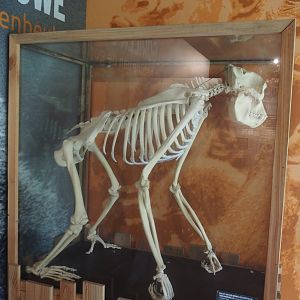 History of gorillas at Apenheul exhibition - Skeleton of an approximately 14-year old male gorilla, 2024-08-18