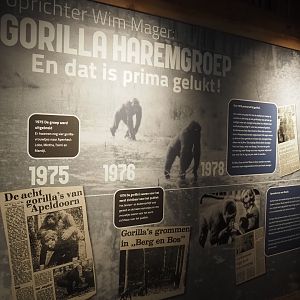 History of gorillas at Apenheul exhibition, 2024-08-18