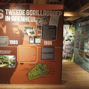History of gorillas at Apenheul exhibition, 2024-08-18
