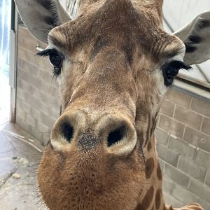 Zoo-mix Giraffe Close-up