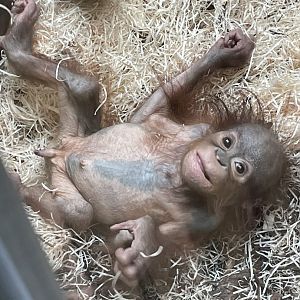 Infant Bornean Orangutan