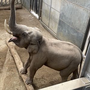 Male Asian Elephant, Emmett