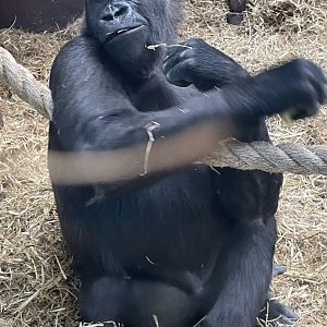 Western Lowland Gorilla