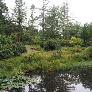 Western lowland gorilla and L'Hoëst's guenon island, 2024-08-18