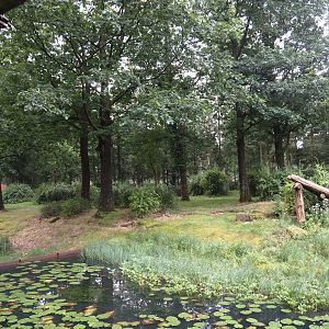 Western lowland gorilla and L'Hoëst's guenon island, 2024-08-18