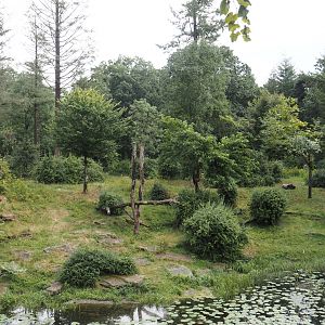 Western lowland gorilla and L'Hoëst's guenon island, 2024-08-18