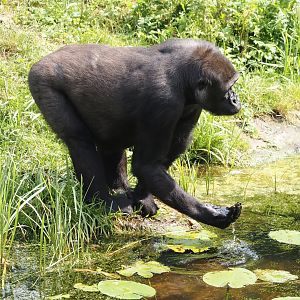Drinking Western lowland gorilla (Gorilla gorilla gorilla), 2024-08-18