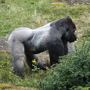 Western lowland gorilla (Gorilla gorilla gorilla) silverback Banjoko, 2024-08-18