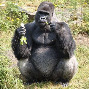 Western lowland gorilla (Gorilla gorilla gorilla) silverback Banjoko, 2024-08-18