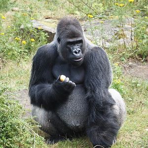 Western lowland gorilla (Gorilla gorilla gorilla) silverback Banjoko, 2024-08-18