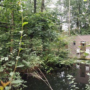 Northern white-cheeked gibbon island and house, 2024-08-18