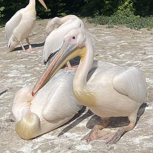 Eastern White Pelican’s