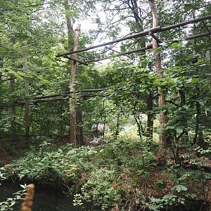 Northern white-cheeked gibbon island, 2024-08-18