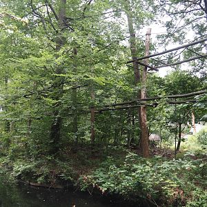 Northern white-cheeked gibbon island, 2024-08-18