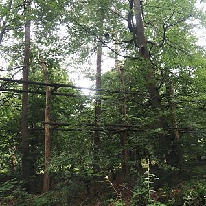 Northern white-cheeked gibbon island, 2024-08-18