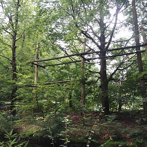 Northern white-cheeked gibbon island, 2024-08-18