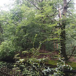 Northern white-cheeked gibbon island, 2024-08-18