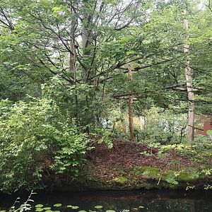 Northern white-cheeked gibbon island, 2024-08-18