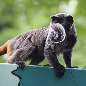 Bearded emperor tamarin (Saguinus imperator subgrisescens), 2024-08-18