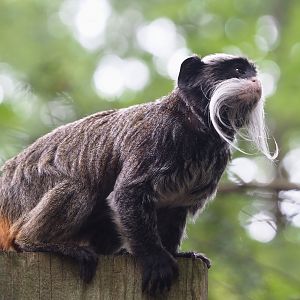 Bearded emperor tamarin (Saguinus imperator subgrisescens), 2024-08-18
