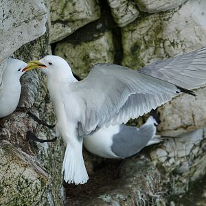 Black Legged Kittiwake (wild) UK