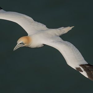 Northern Gannet (wild) UK