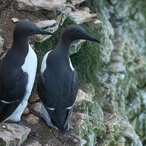 Guillemot (wild) UK