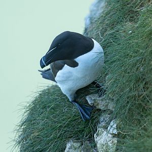 Razorbill (wild) UK