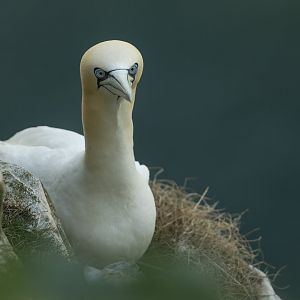 Northern Gannet (wild) UK