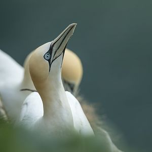Northern Gannet (wild) UK