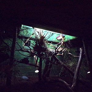 Amazon area- primate indoors 11.2.25