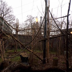 Aloatra reed lemur enclosure 11.2.25