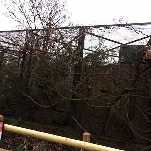Golden headed lion tamarin enclosure 11.2.25
