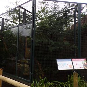 Golden headed lion tamarin enclosure 11.2.25