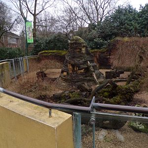Dwarf mongoose enclosure 11.2.25