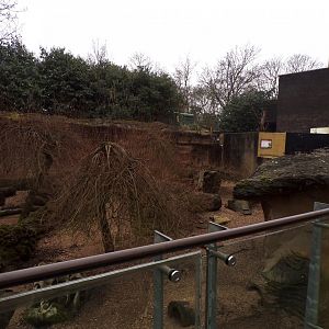 Dwarf mongoose enclosure 11.2.25