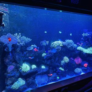 Tropical reef tank