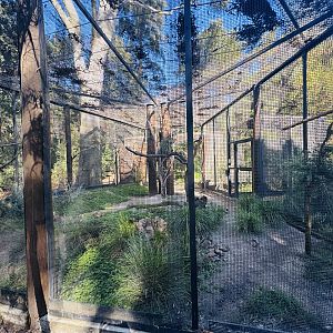 Red-tailed Black Cockatoo aviary